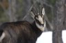 Chamois en hiver - 